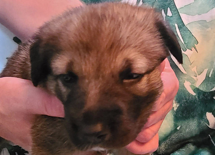 chinook puppy